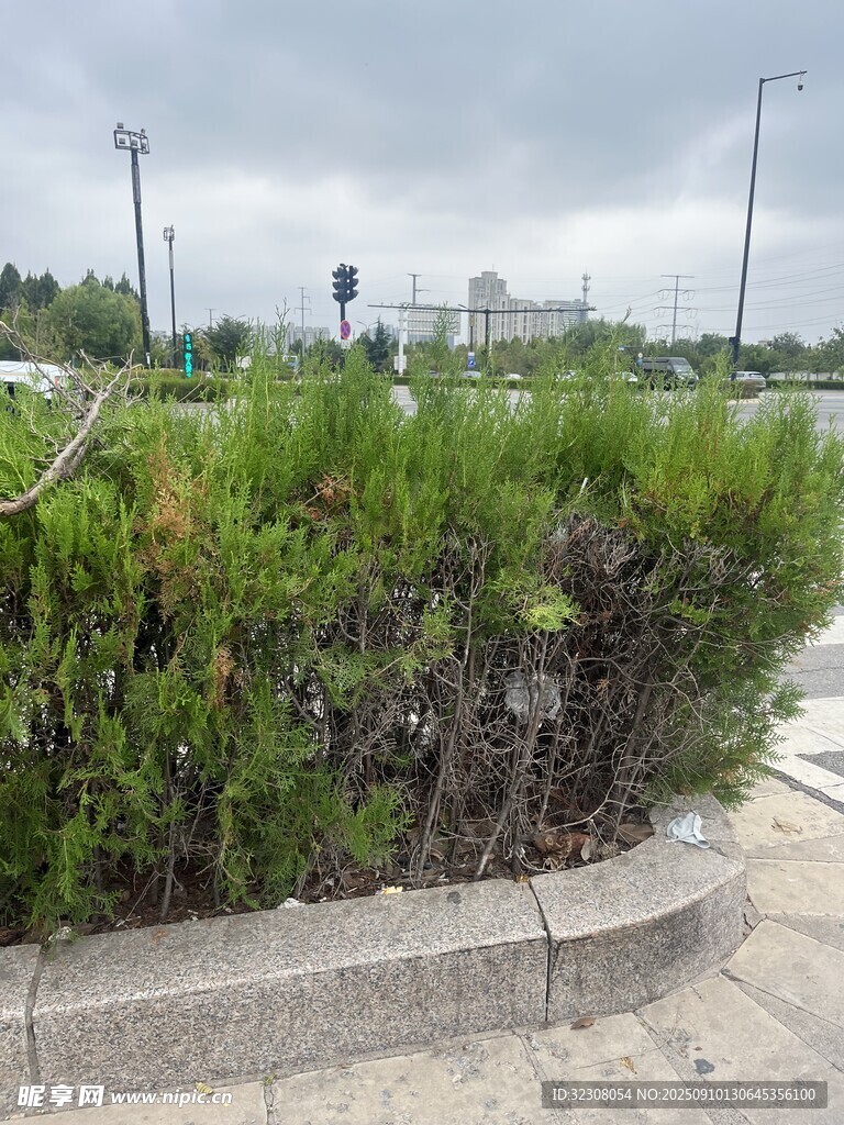 路边绿植景观