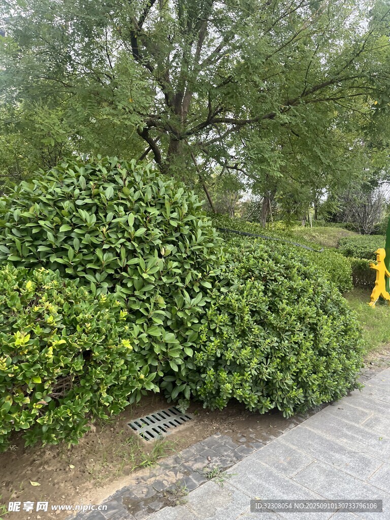 路边绿植景观