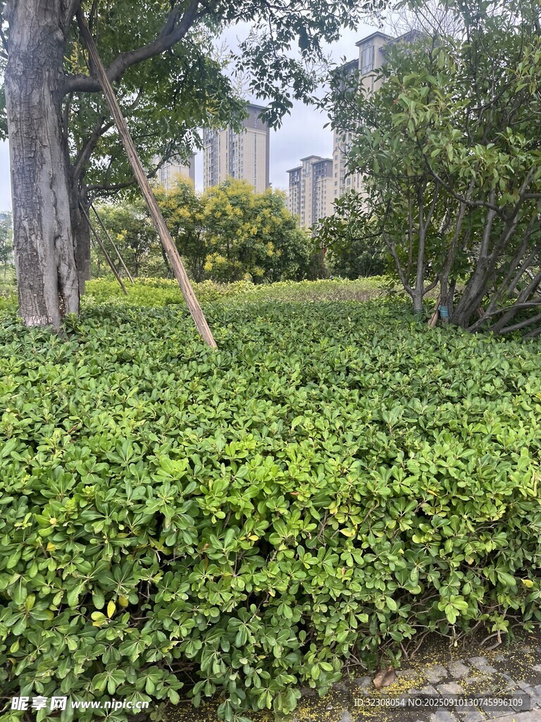 绿意盎然的灌木丛景观