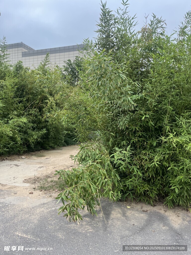路边繁茂绿植景象