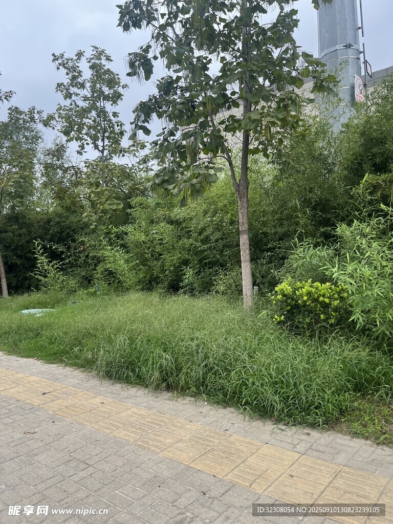 城市中的绿意小径