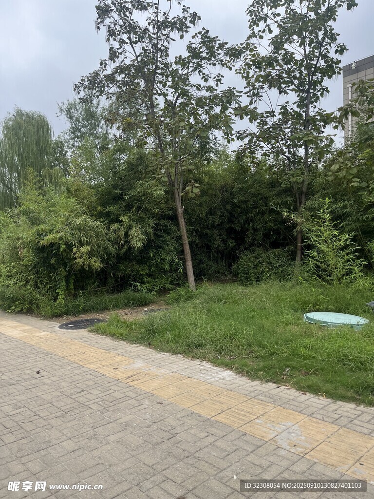 路边绿意盎然的自然景致