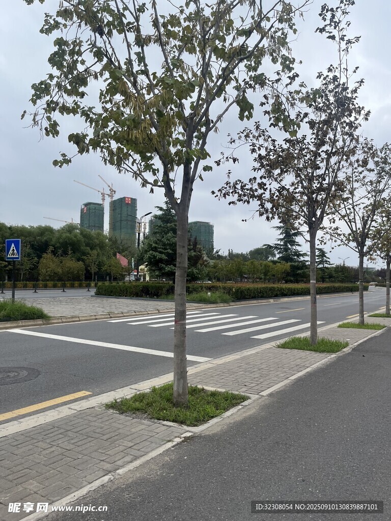 城市道路旁的树木与远景
