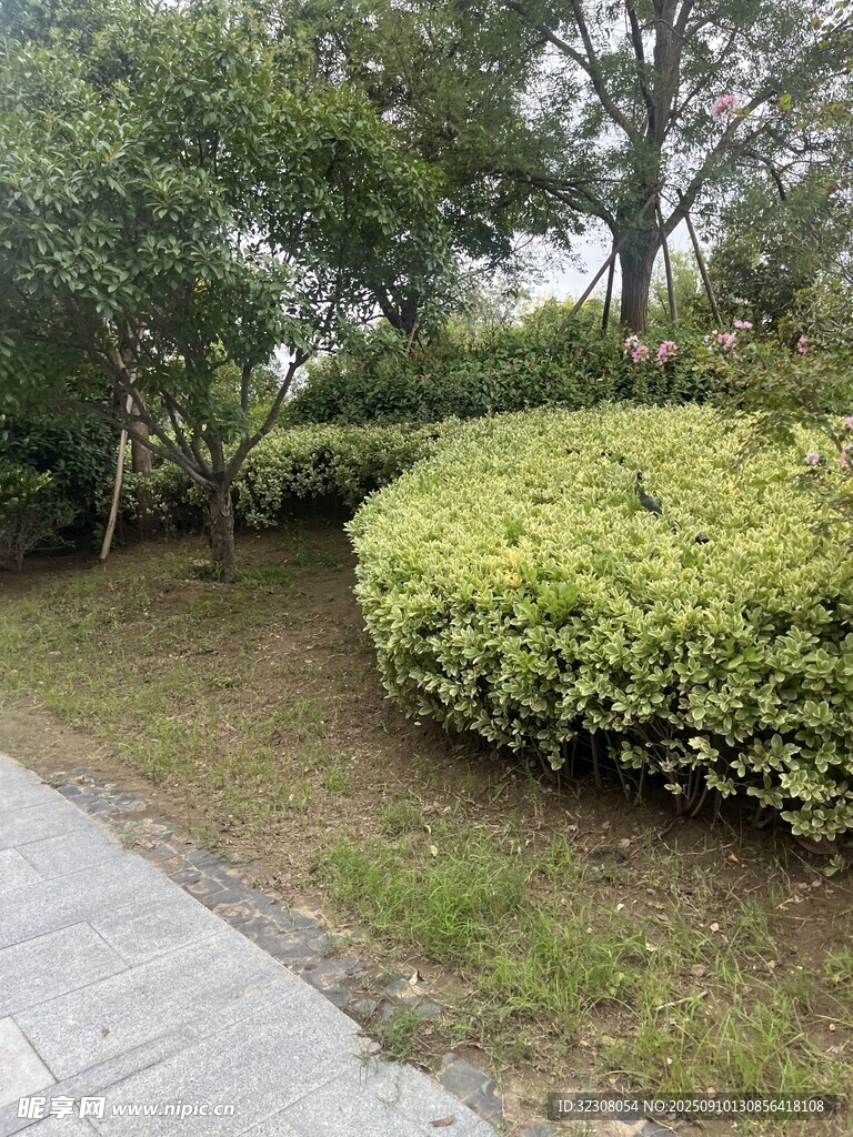 路边绿意盎然的灌木丛