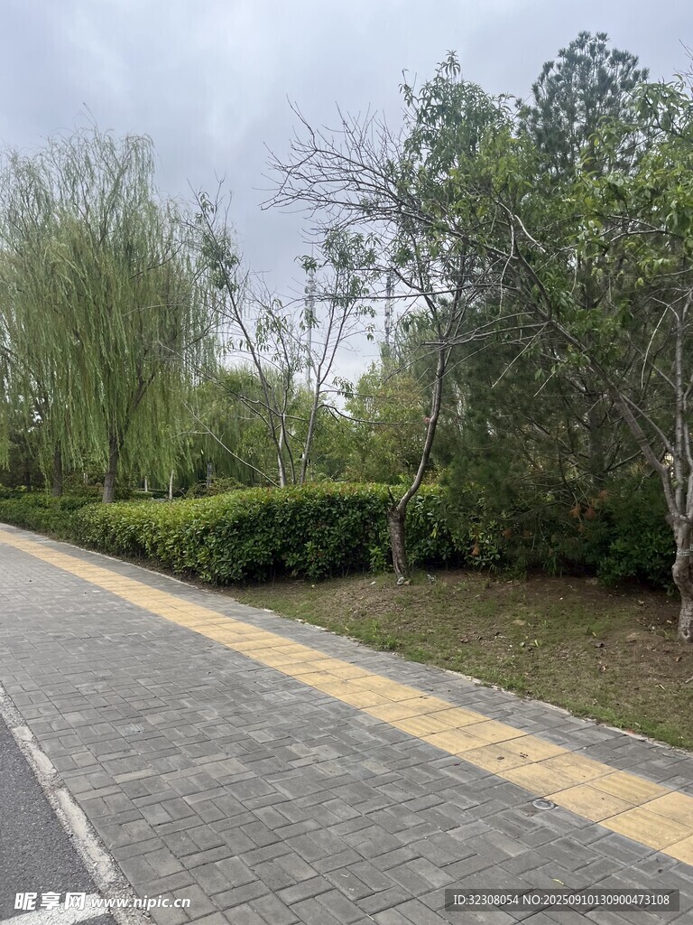 城市路边的绿植景观