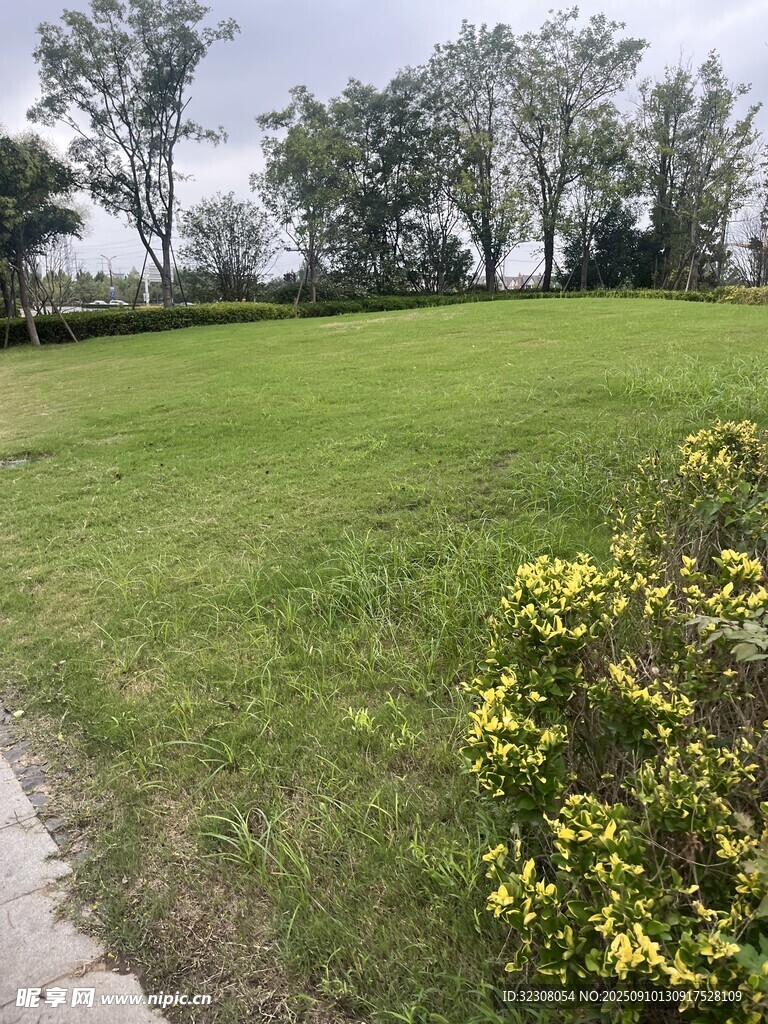 绿意盎然的户外草地景观