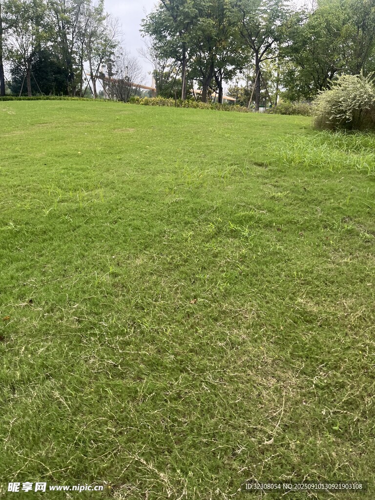 翠绿草坪 