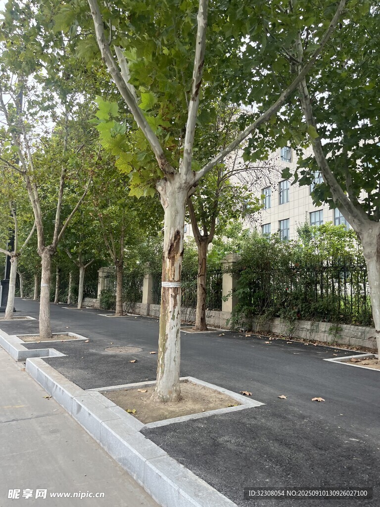 城市街道旁的绿树景观