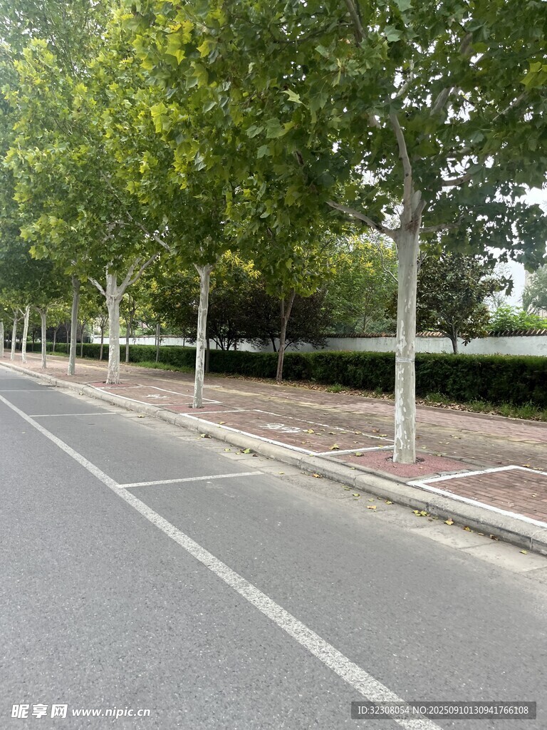 林荫下的宽阔道路