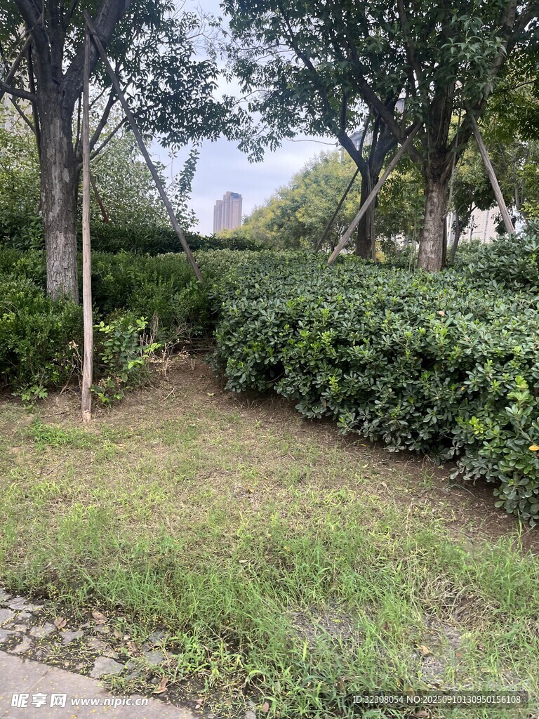 户外绿植环绕的宁静小径