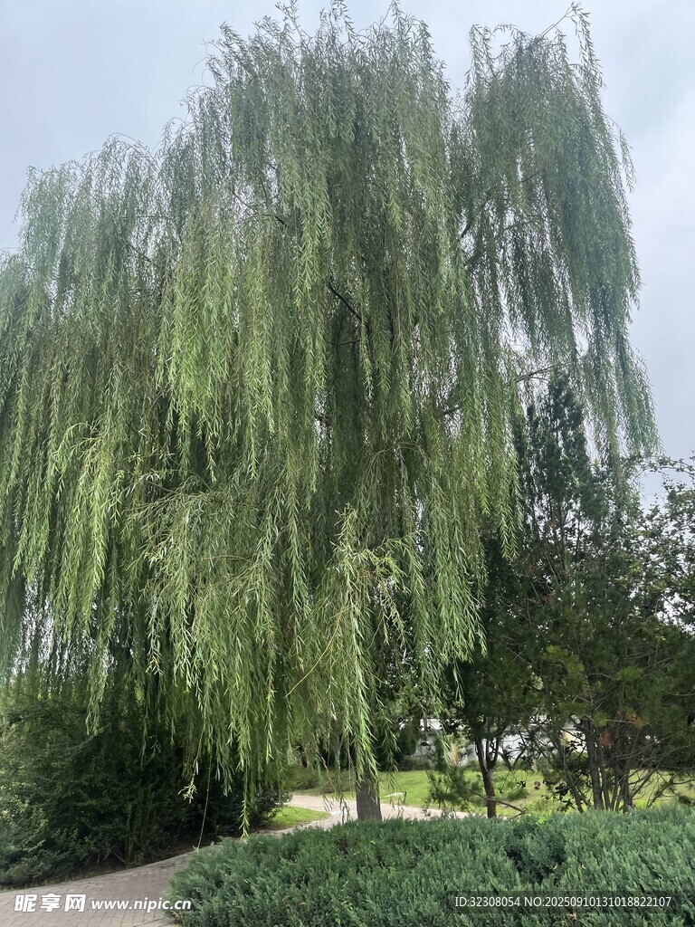 垂柳依依 