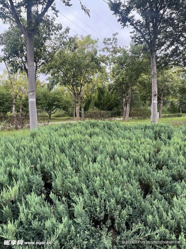 绿意盎然的园林景观