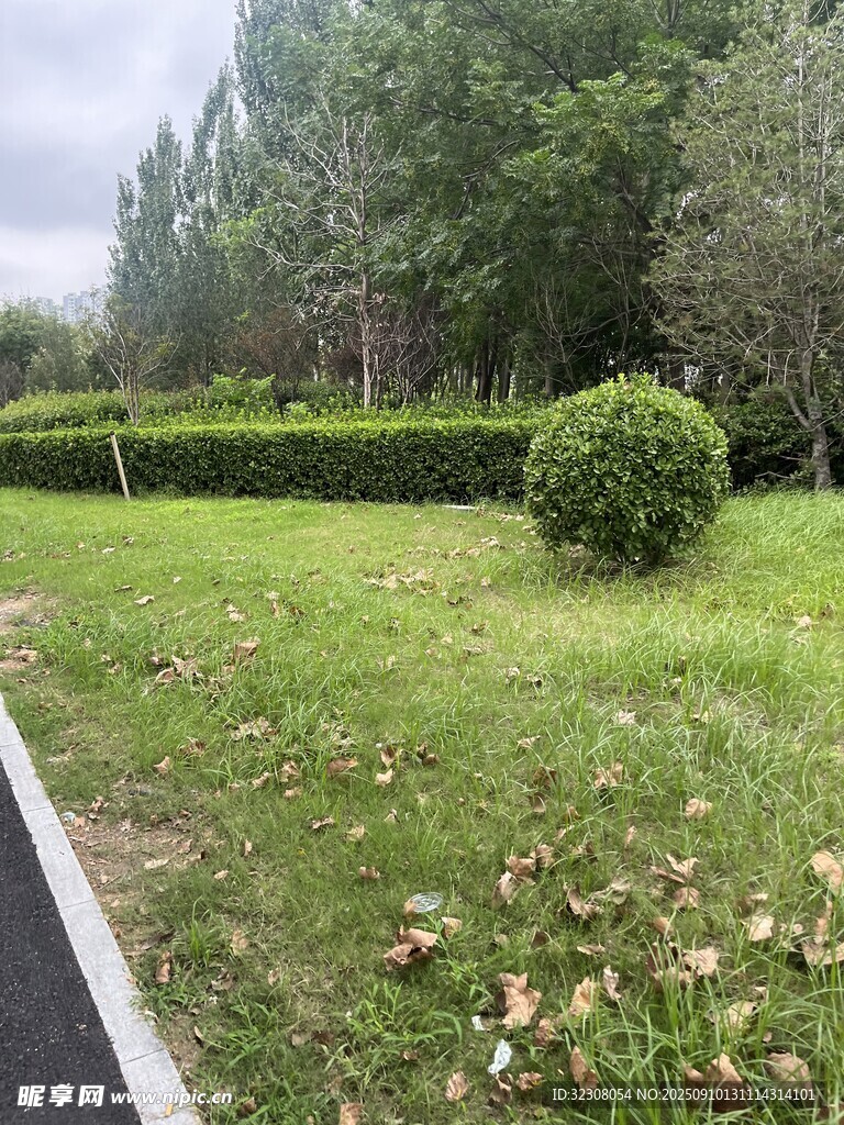 绿意盎然的公园小径景色
