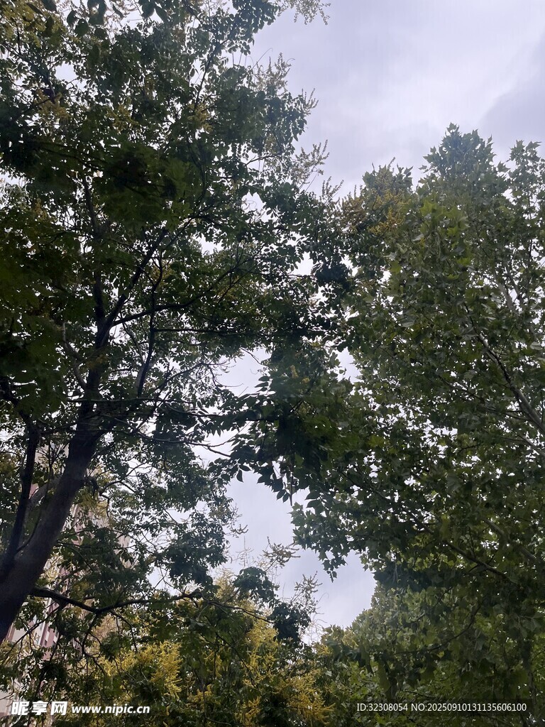 林间树梢 