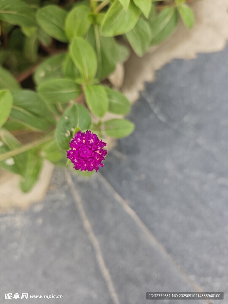 石缝间的娇艳紫花