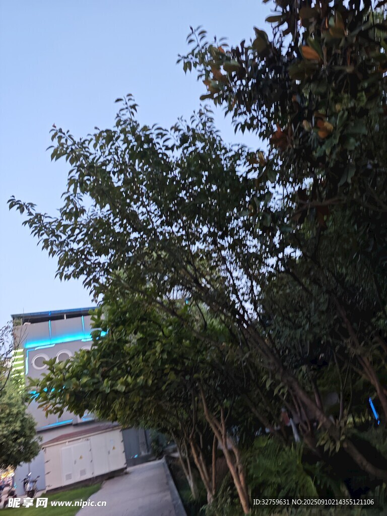 林荫小道旁的绿树与建筑