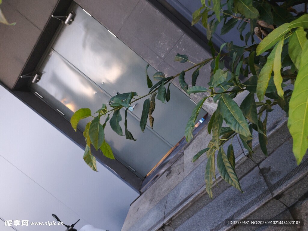 窗边绿植生机盎然