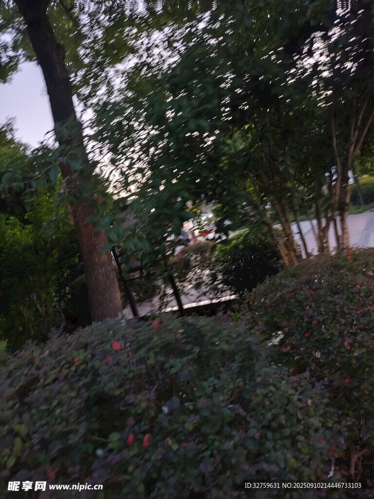 静谧林间景致
