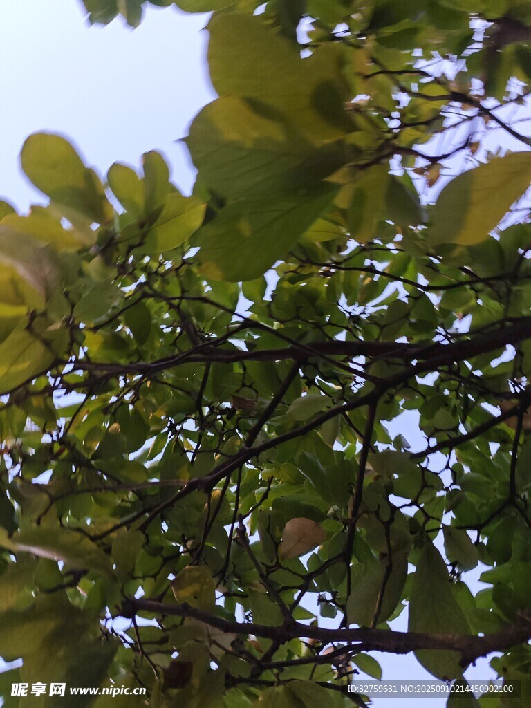 枝叶繁茂的树梢景象