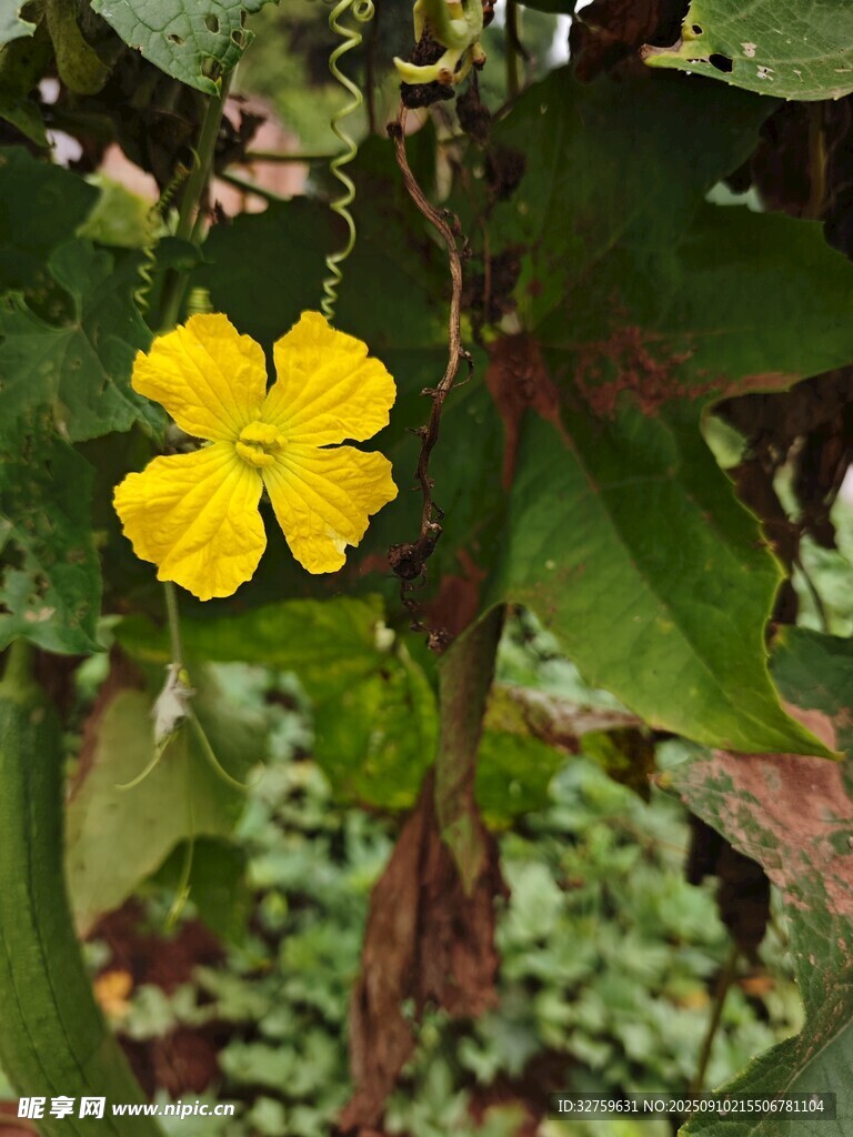 黄色小花点缀绿叶间