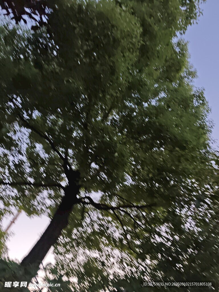 仰视葱郁大树