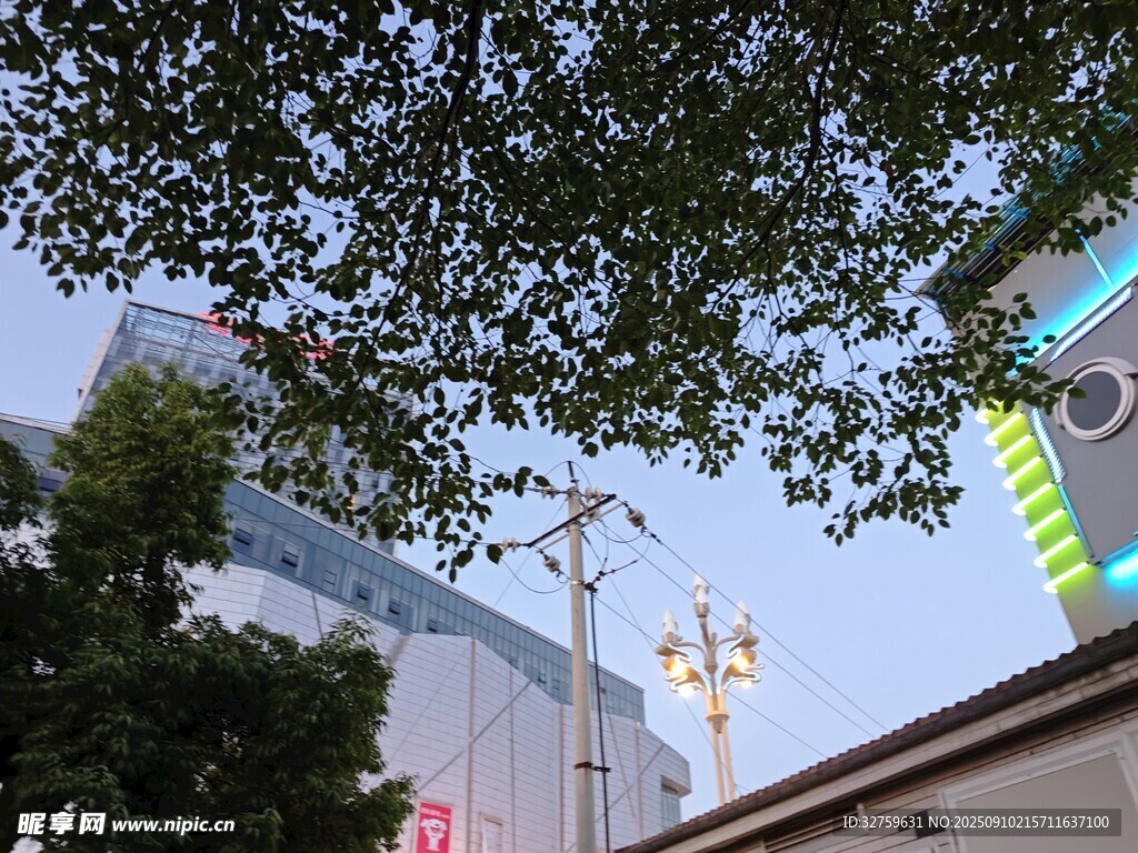 城市街景中的树与建筑