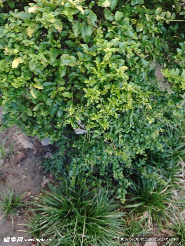 繁茂绿植景观