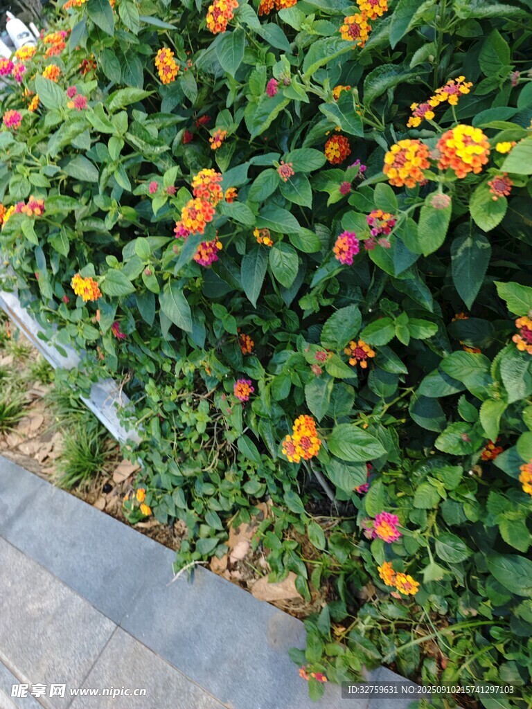 路边多彩花卉绽放