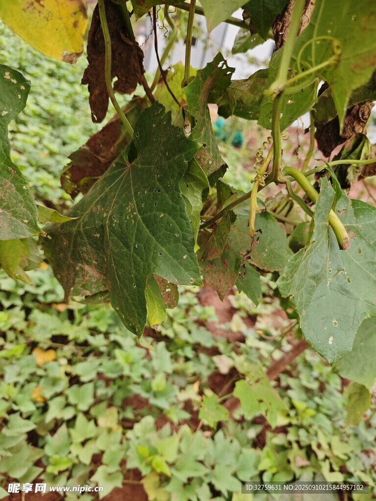 绿叶藤蔓植物特写