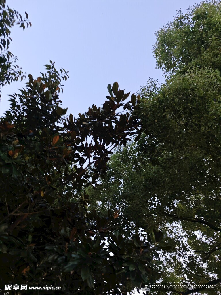 繁茂绿树映衬蓝天