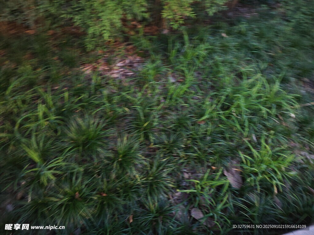 翠绿草地近景