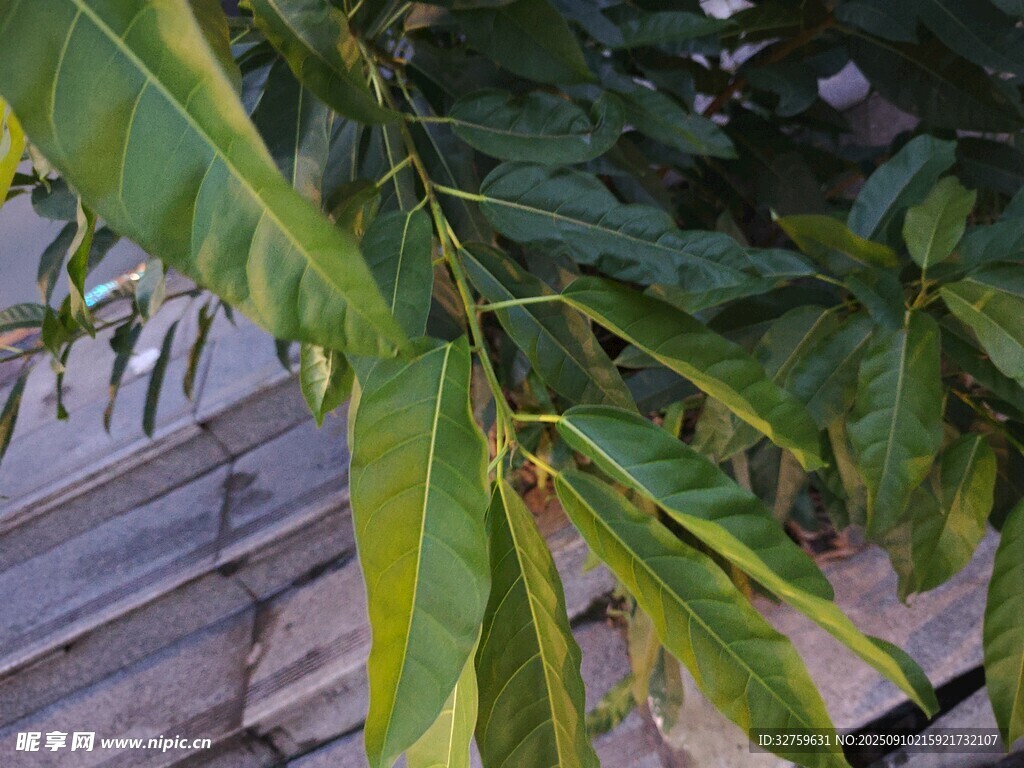 翠绿芒果枝叶特写