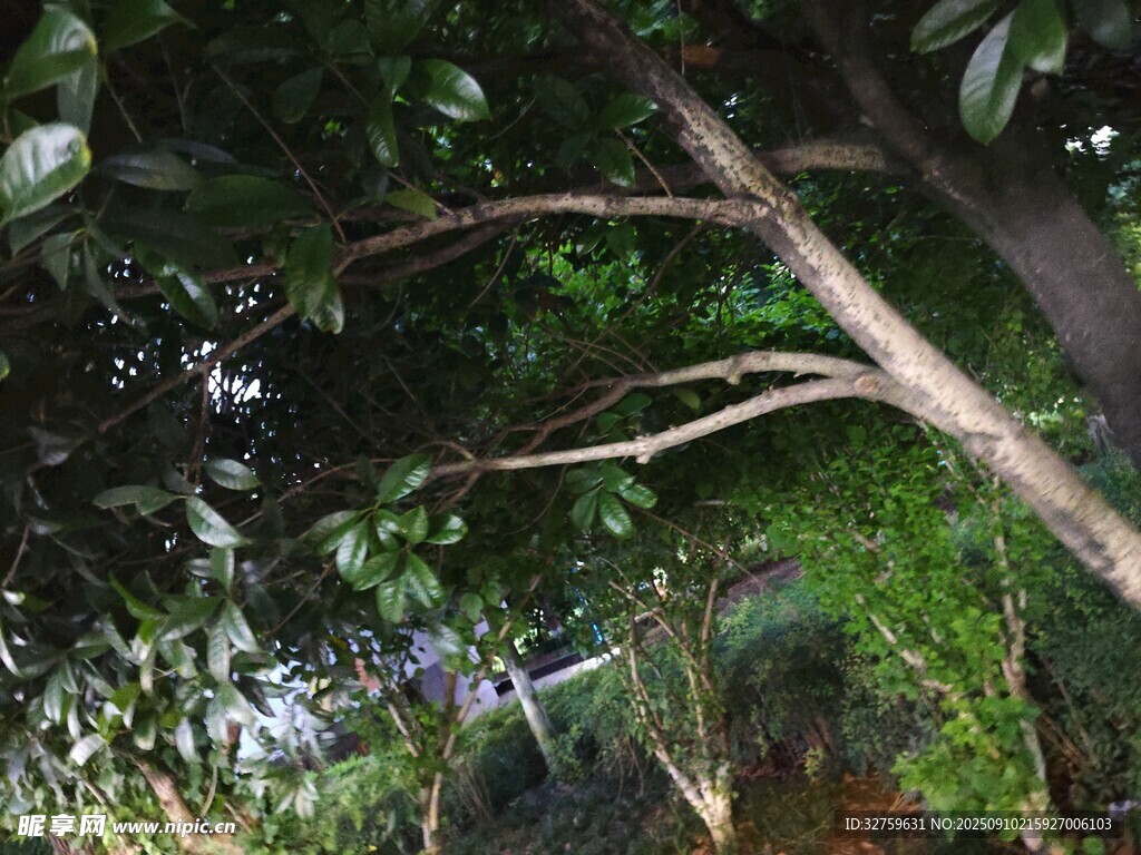 繁茂树林中的交错树枝