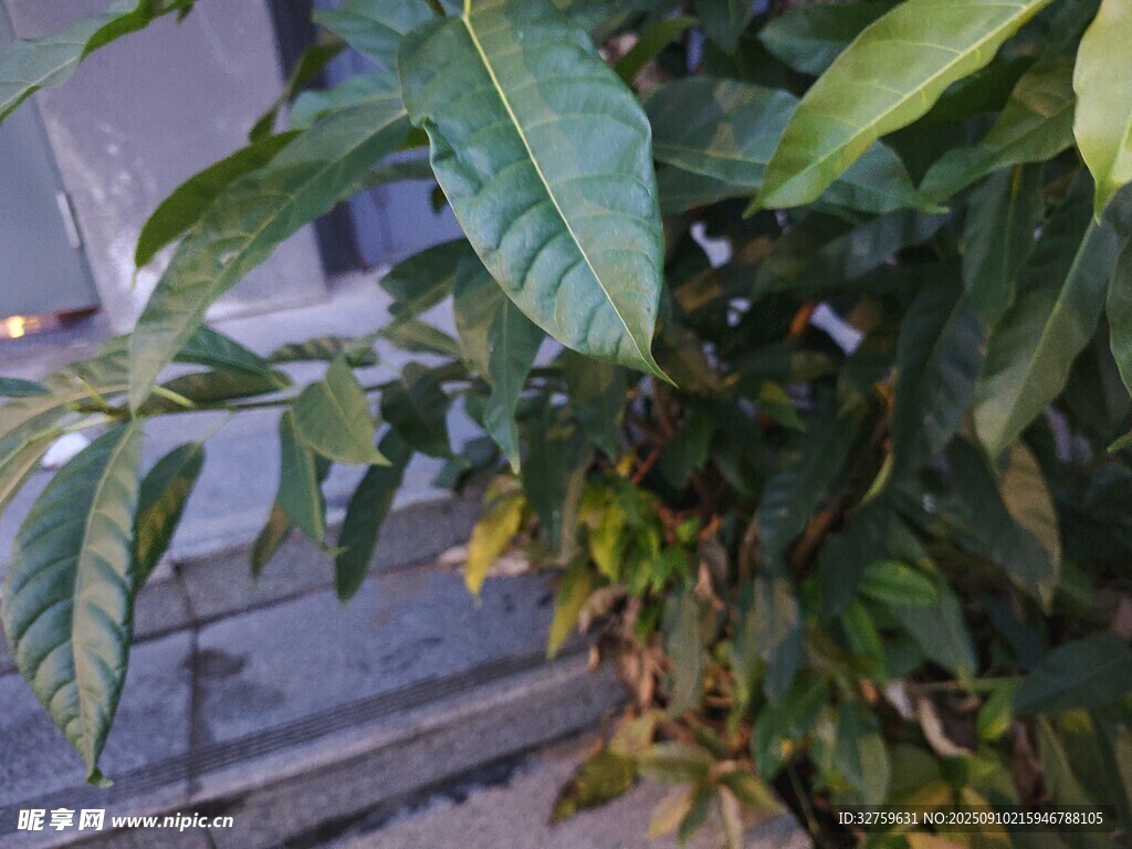 绿叶繁茂的植物特写