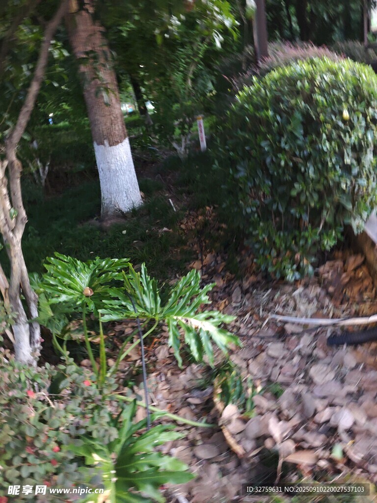 庭院绿植景观一角