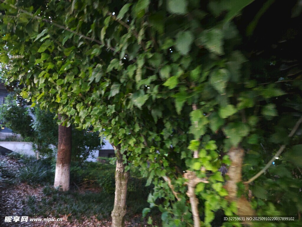 藤蔓缠绕树木绿意盎然