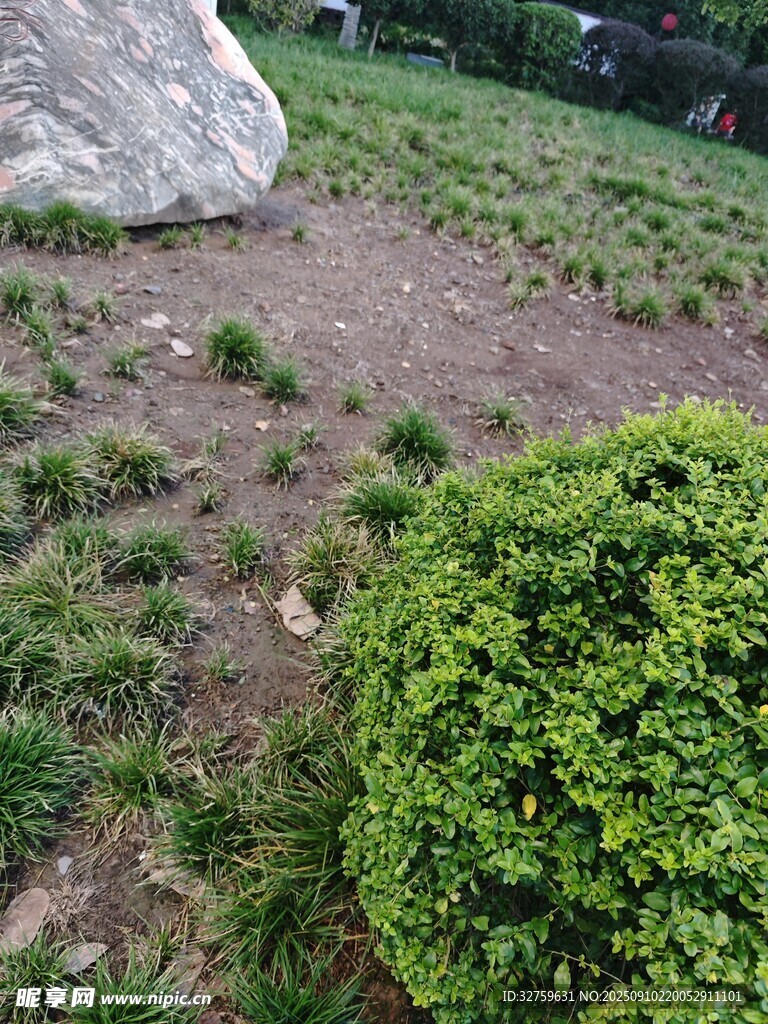 绿意盎然的草地与灌木