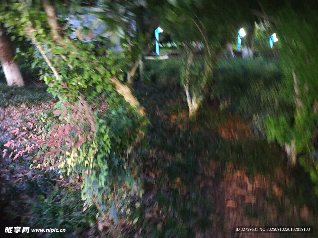 林间繁茂绿植景观