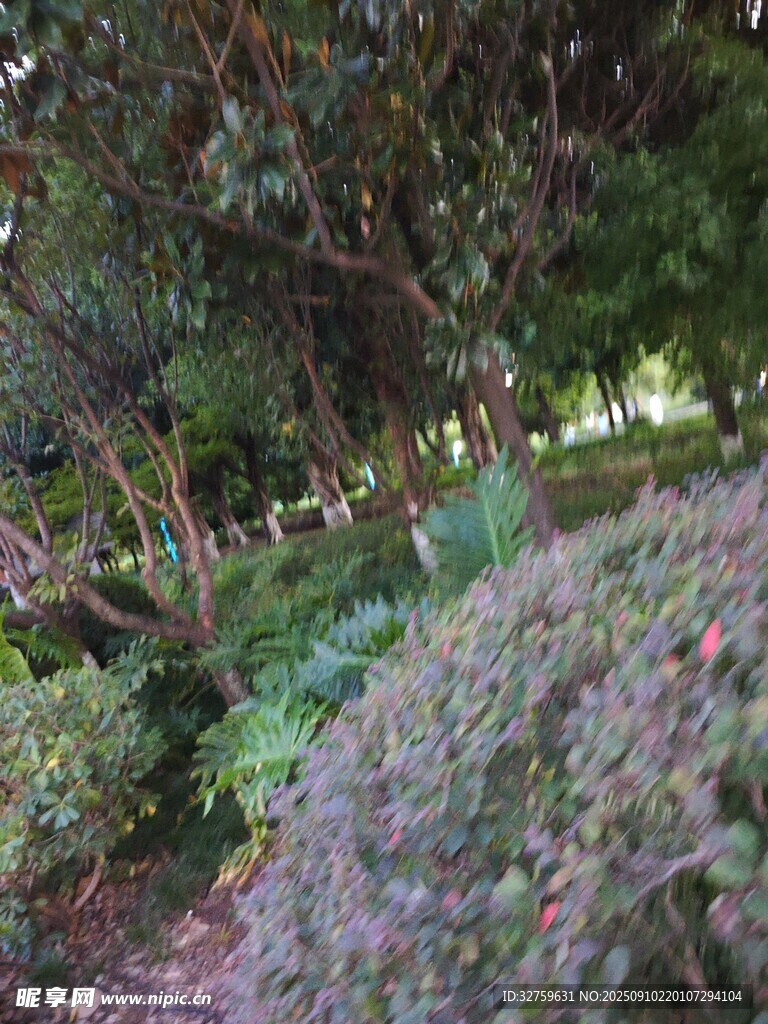 多彩繁茂的花园植物景观
