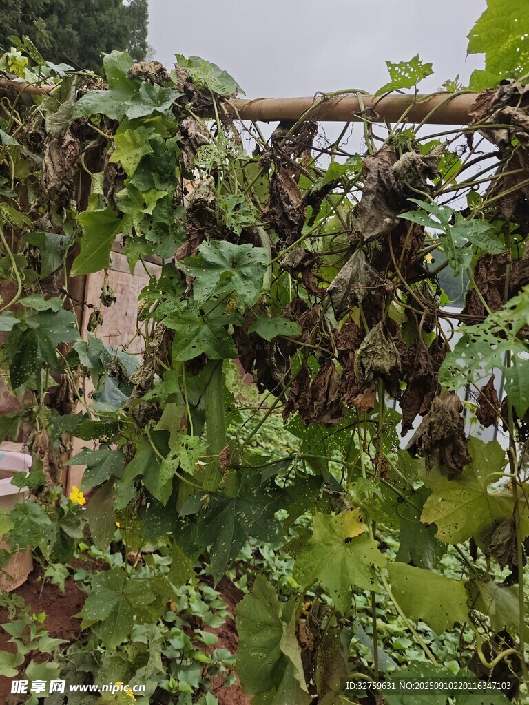 藤蔓植物缠绕的景象