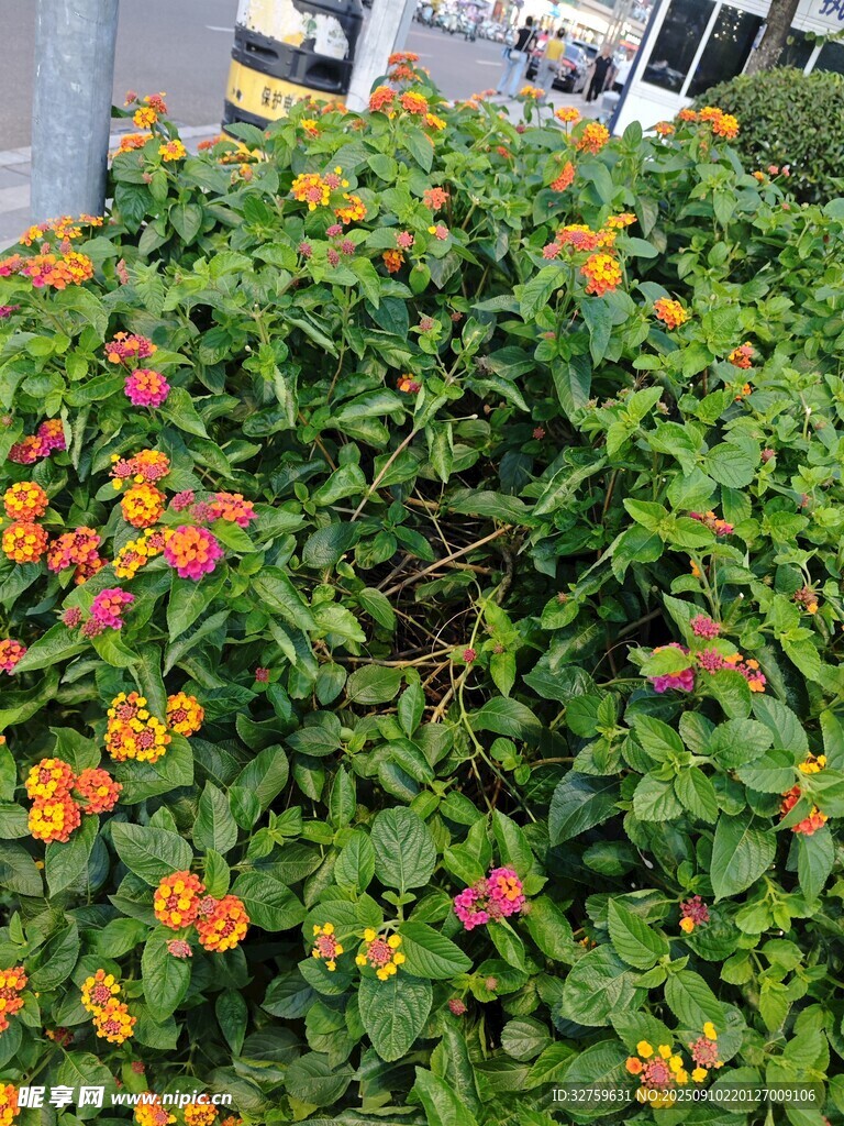 多彩花卉绿植景观