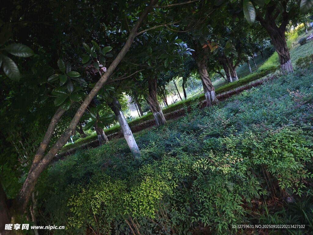 林间绿植景观