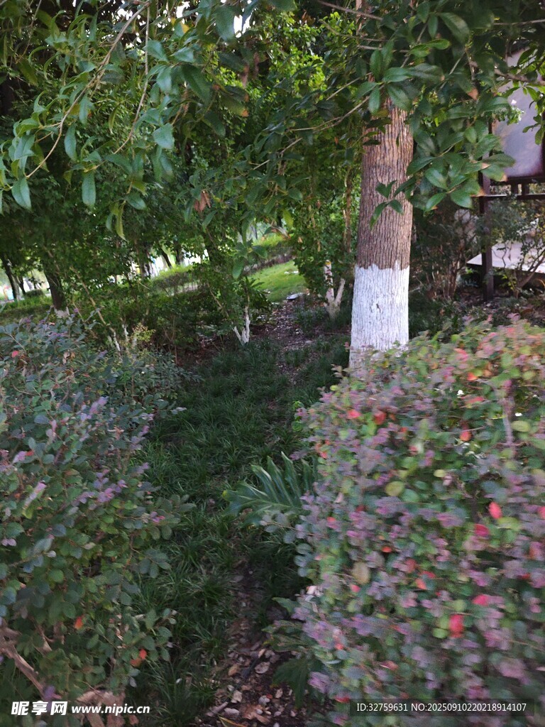 庭院绿植景观一角