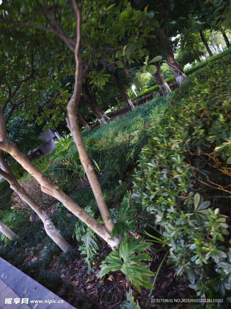 公园中繁茂的树木景观
