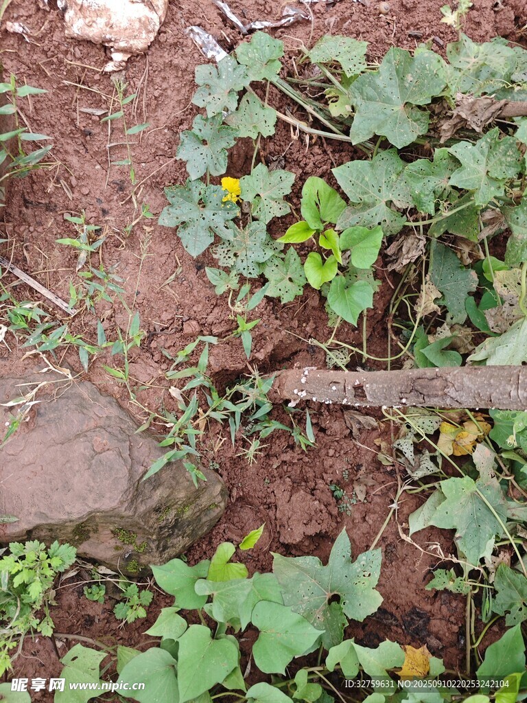 地面上的绿植与石块