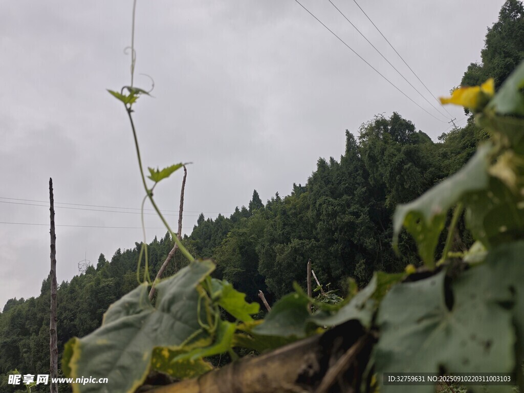 田间向日葵与绿植景象