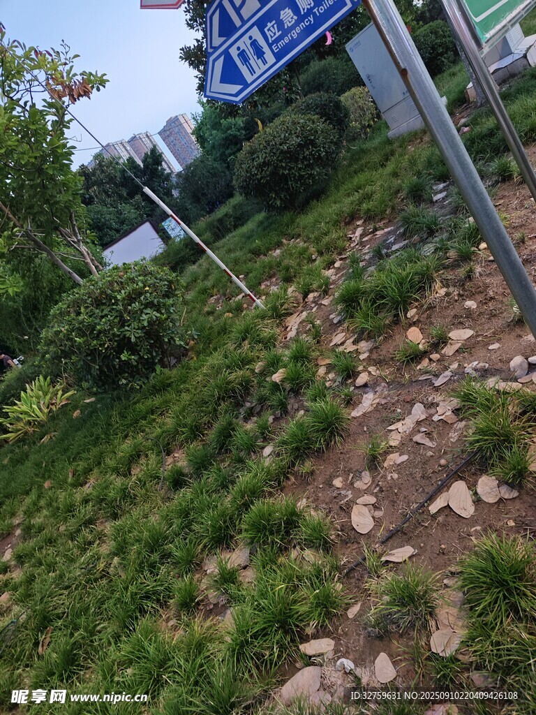 路边杂草丛生的指示牌