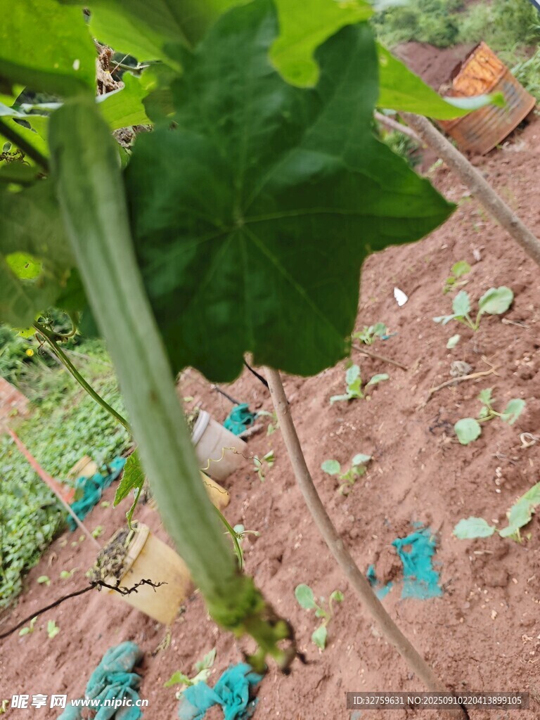 田间生长的嫩绿南瓜藤