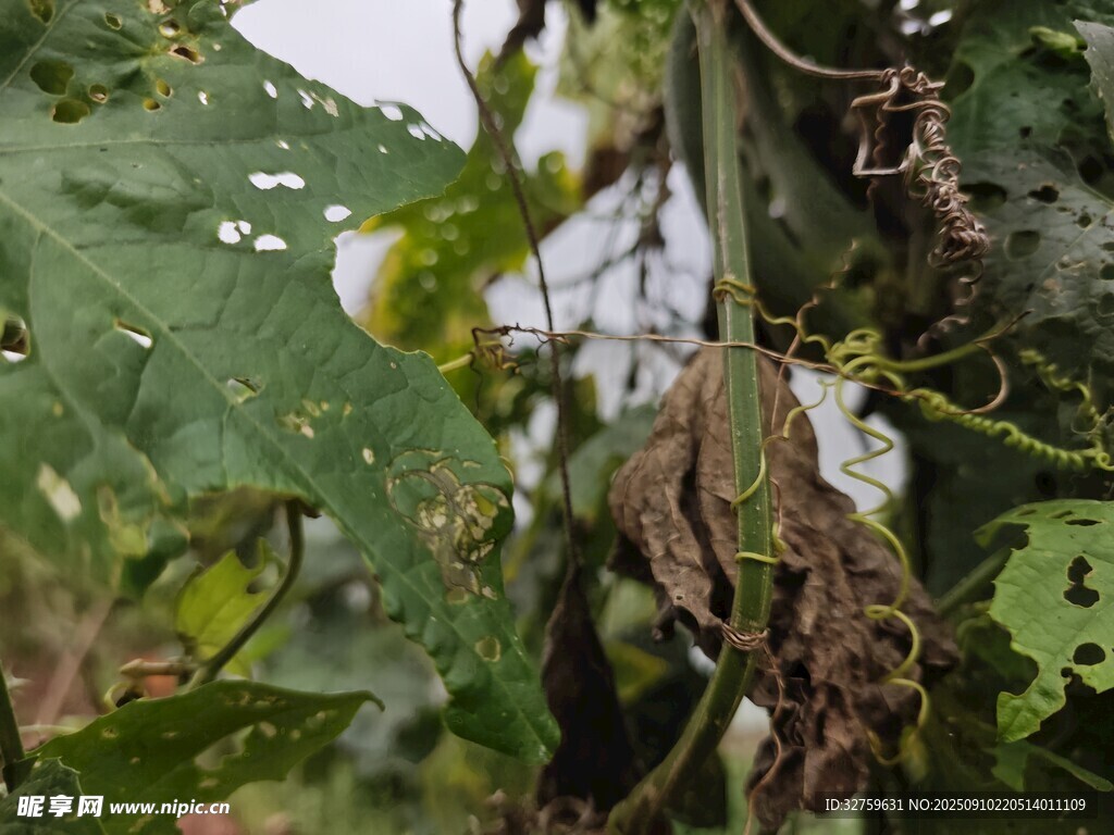 绿叶间的伪装昆虫