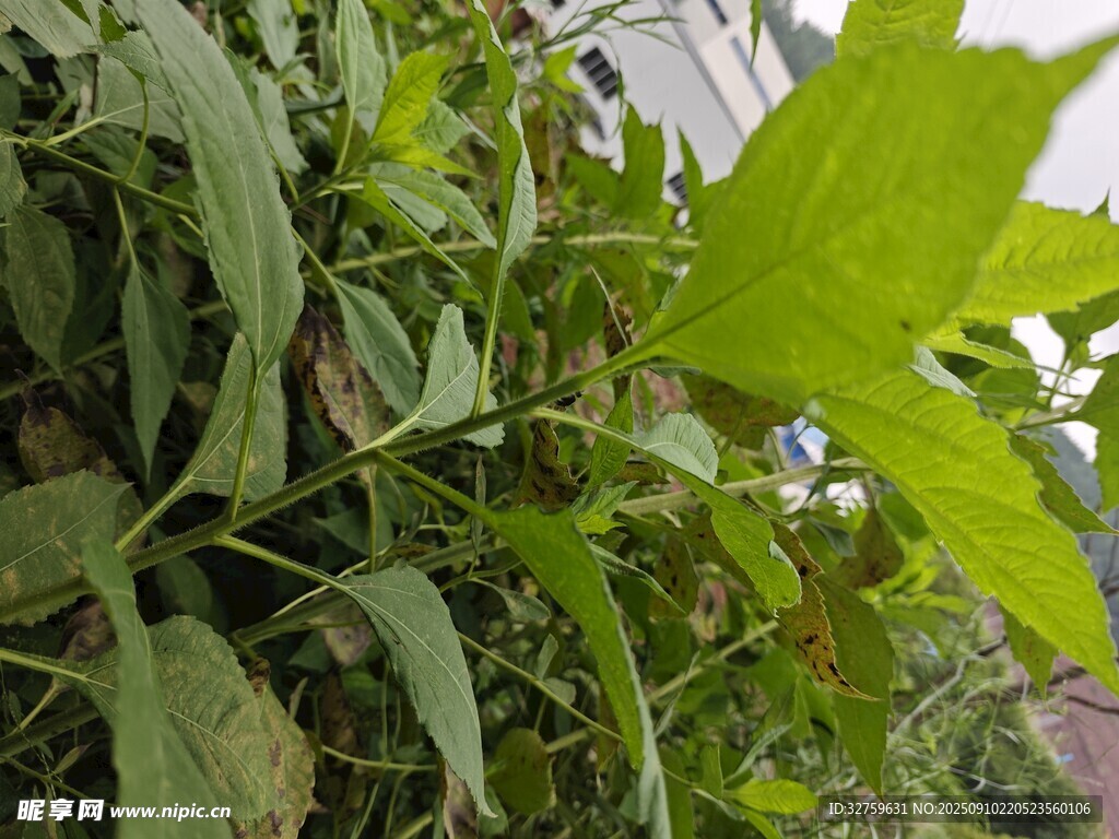 绿叶繁茂的植物特写